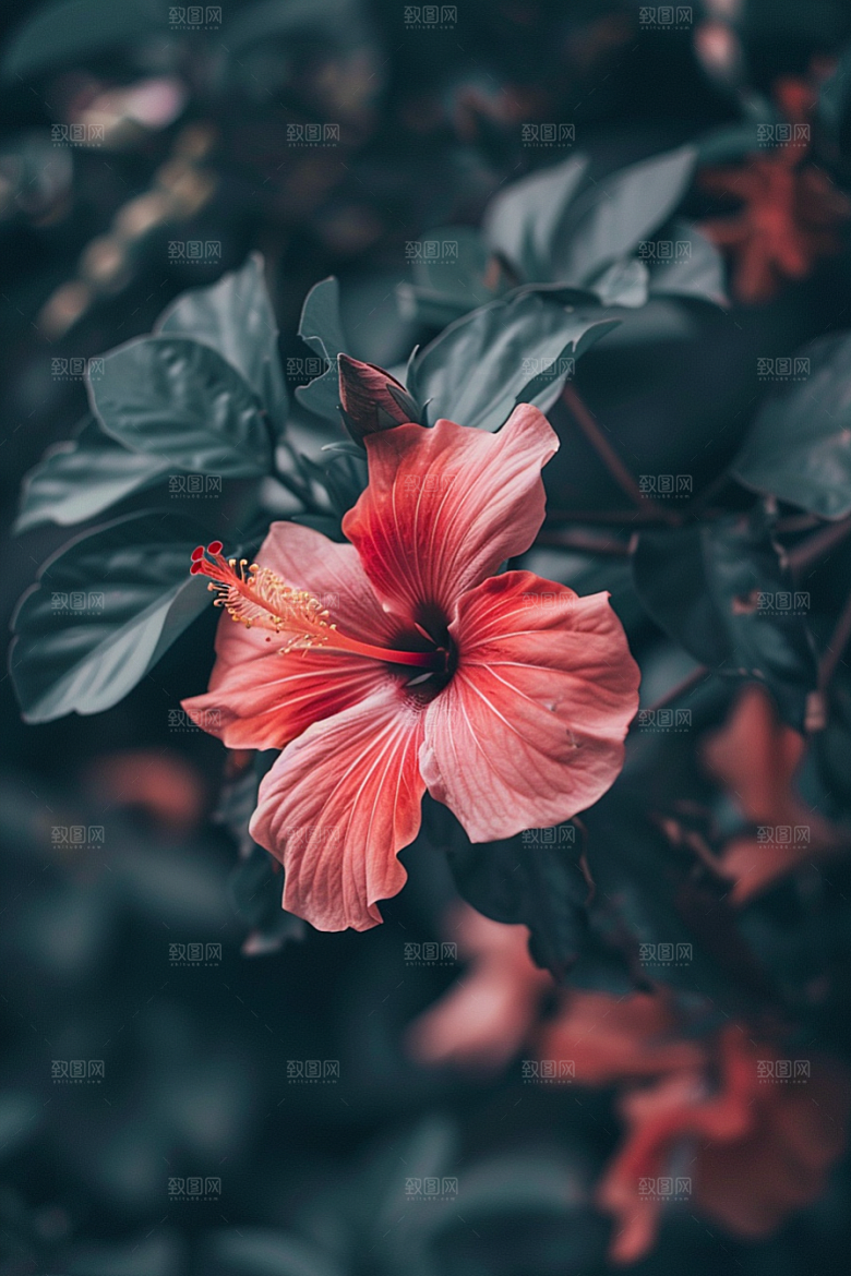 木槿花清新植物摄影图