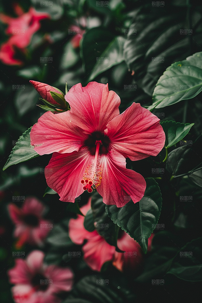 木槿花清新夏天摄影图