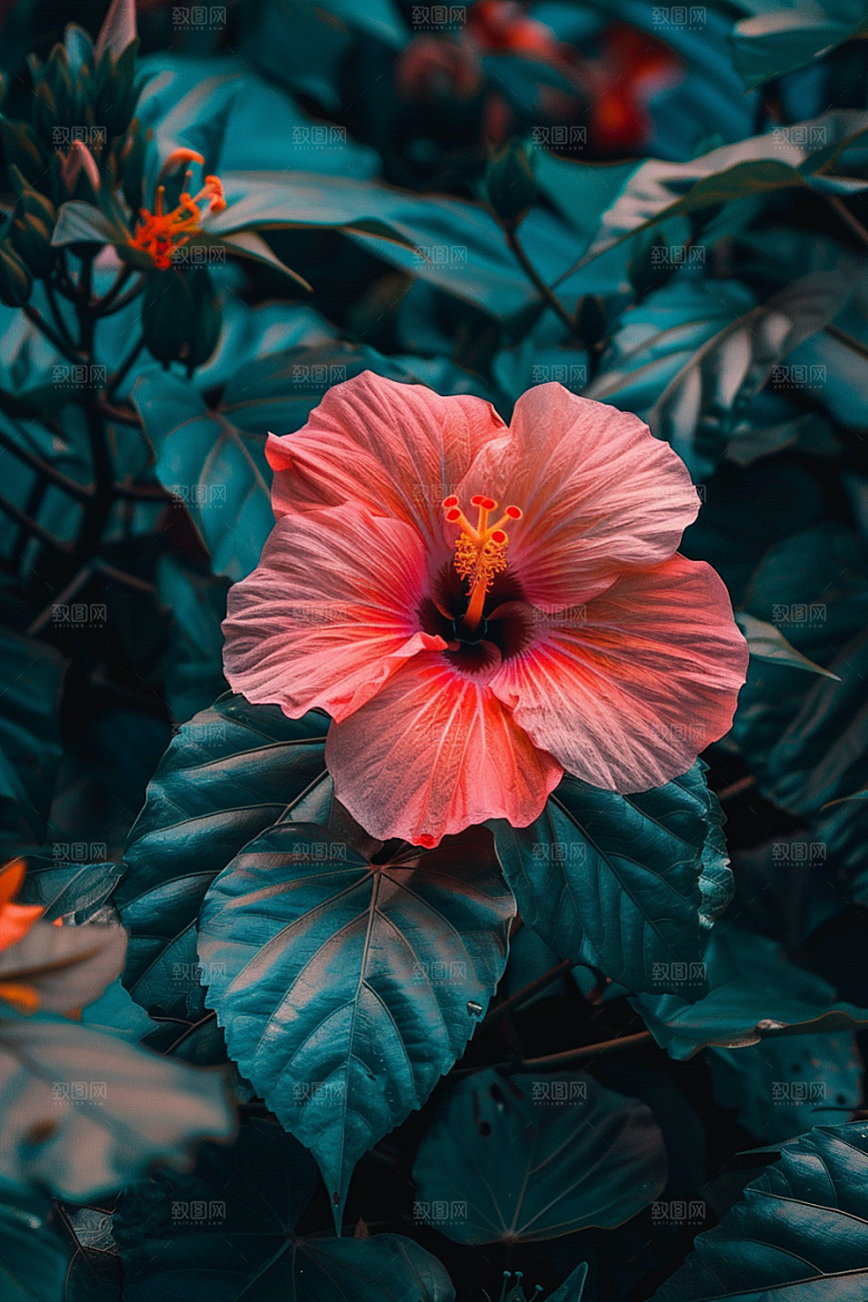 木槿花花朵木棉摄影图