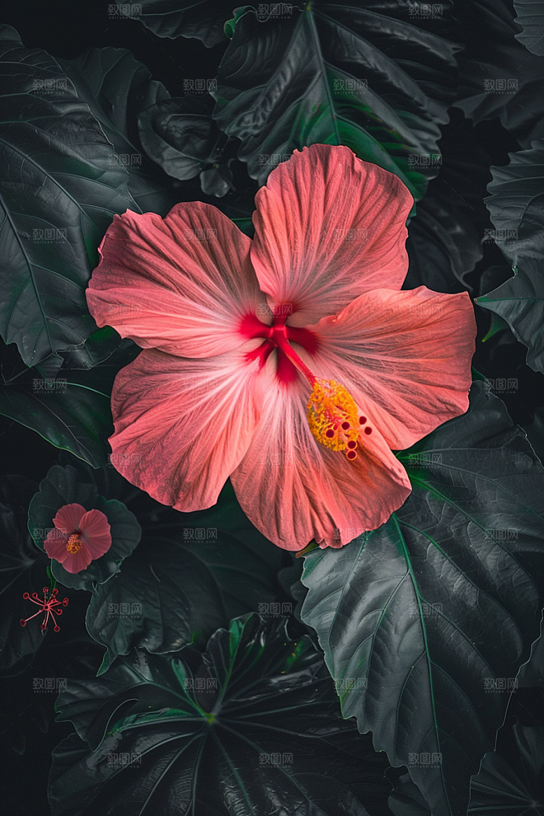木槿花唯美彩色摄影图