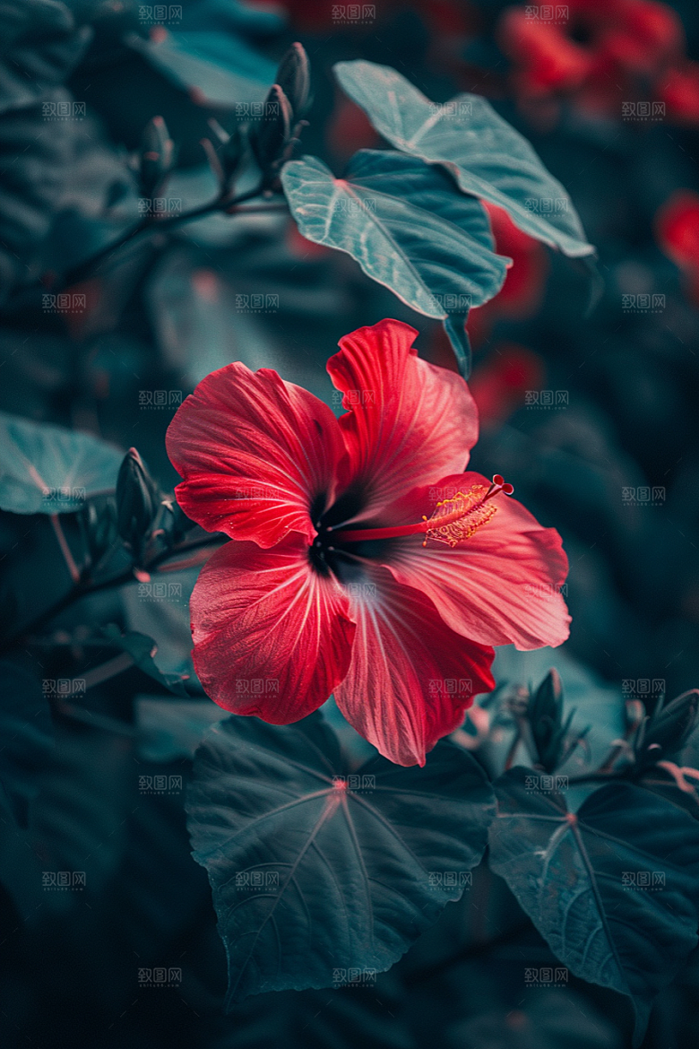 木槿花植物花朵摄影图