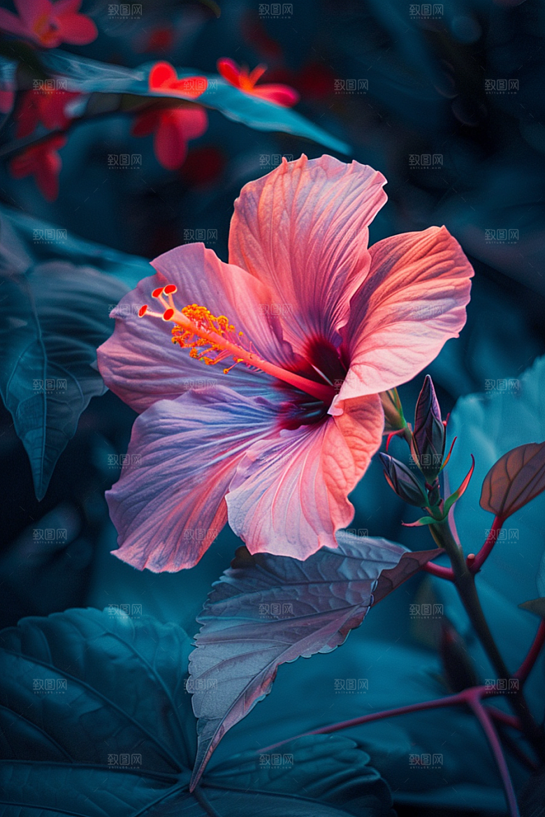 木槿花花朵木棉摄影图