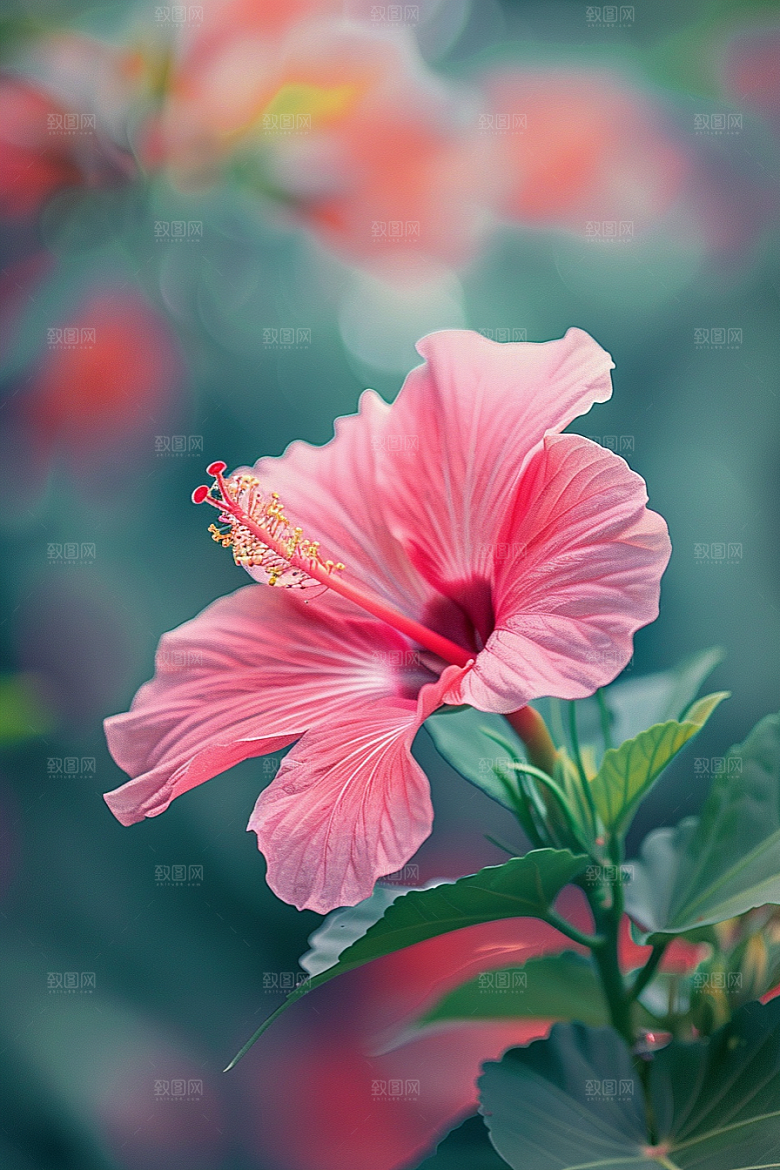 木槿花高清彩色摄影图