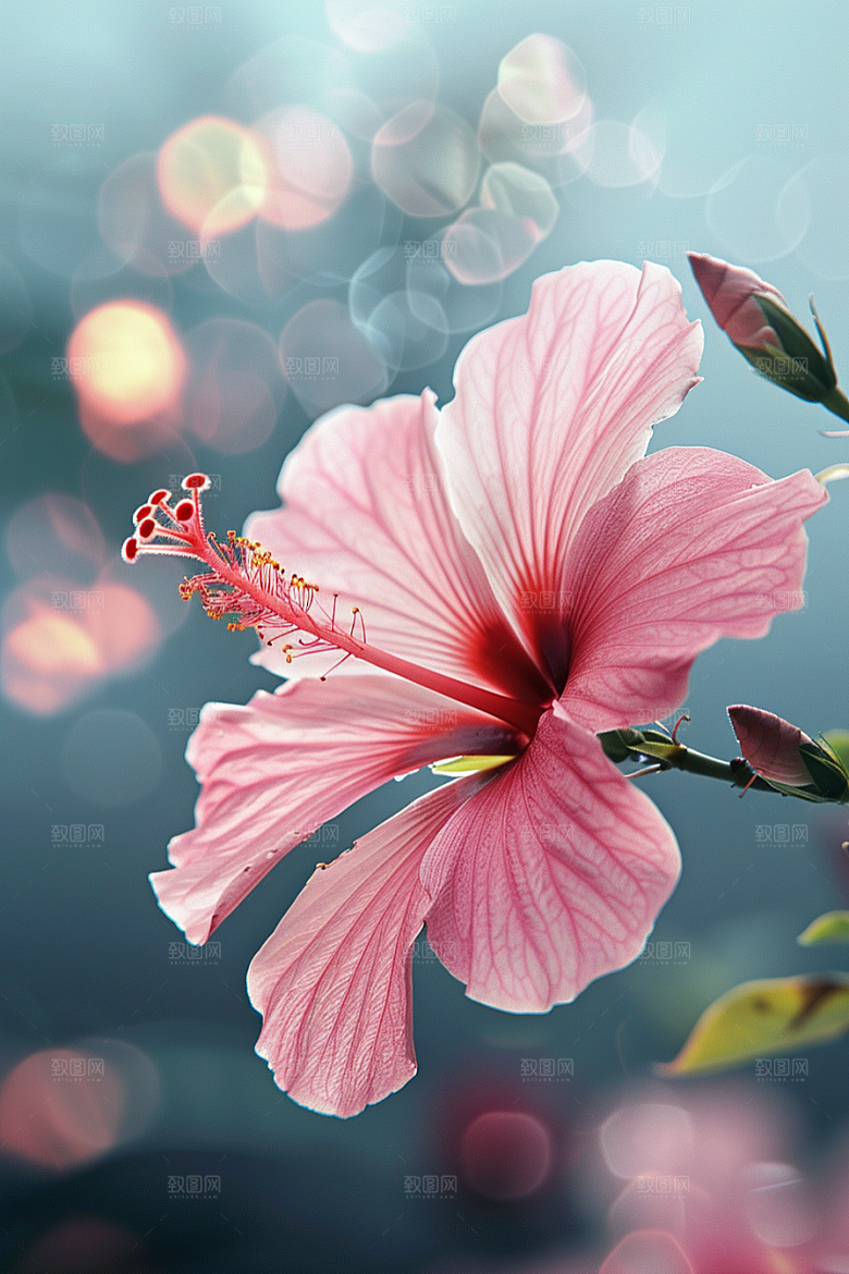 木槿花高清花朵摄影图