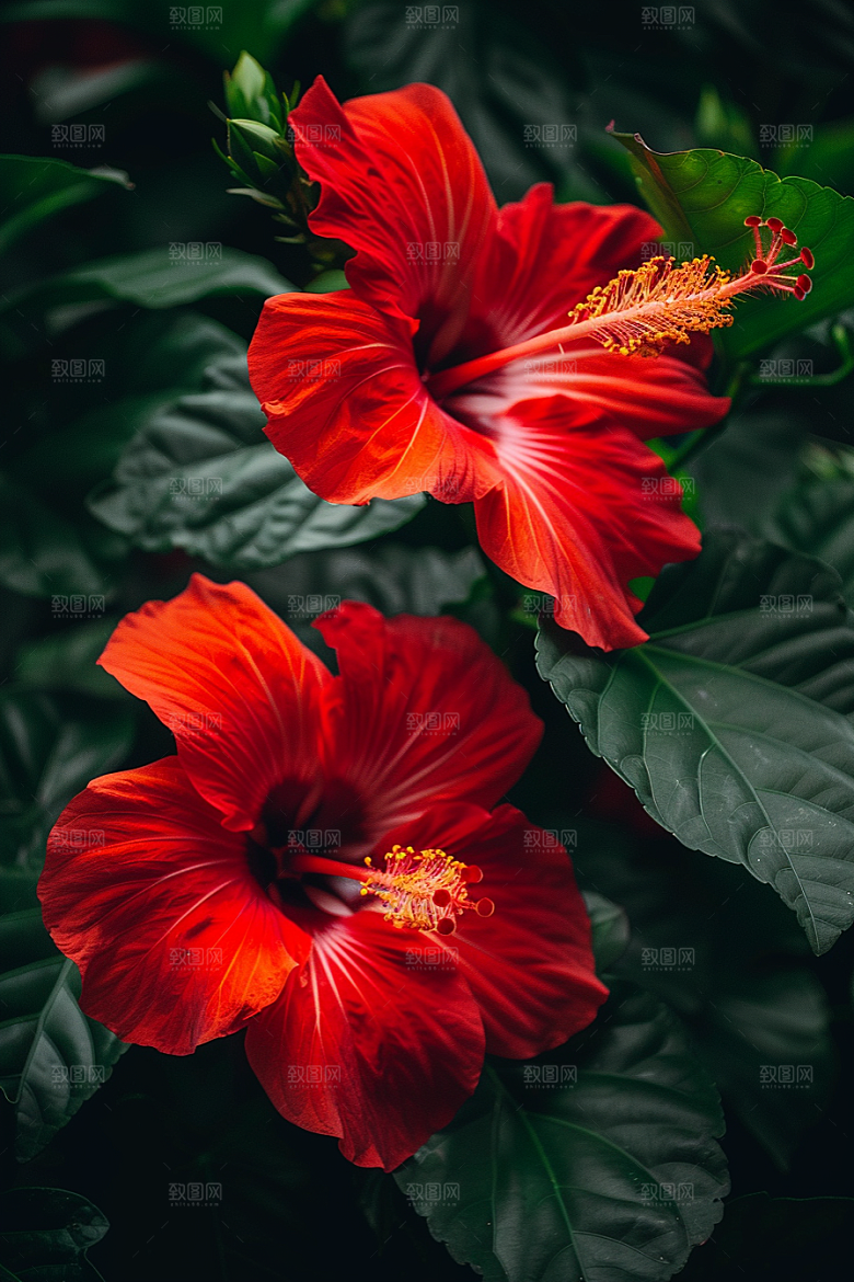 木槿花清新高清摄影图