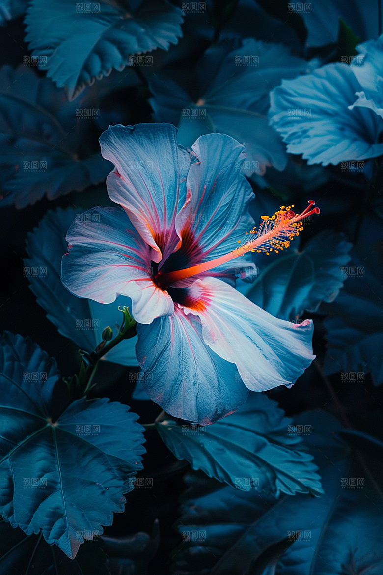 木槿花自然唯美摄影图