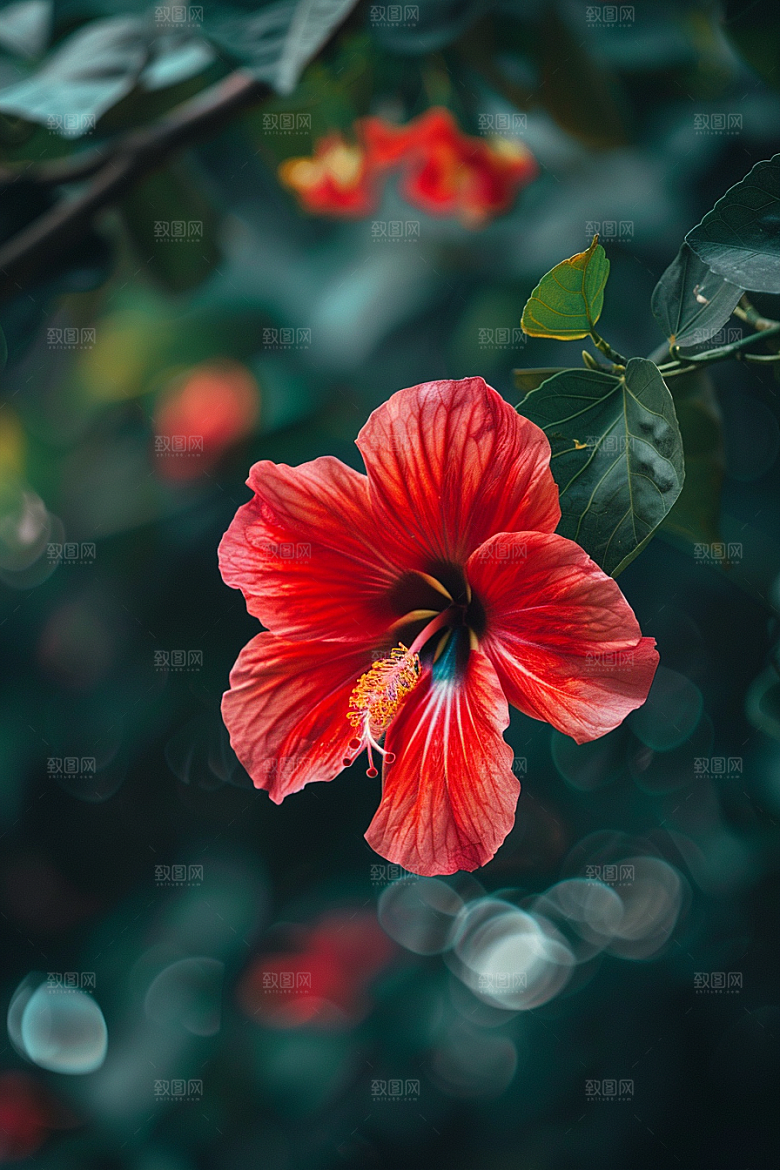 木槿花自然夏天摄影图
