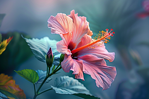 木槿花高清清新摄影图