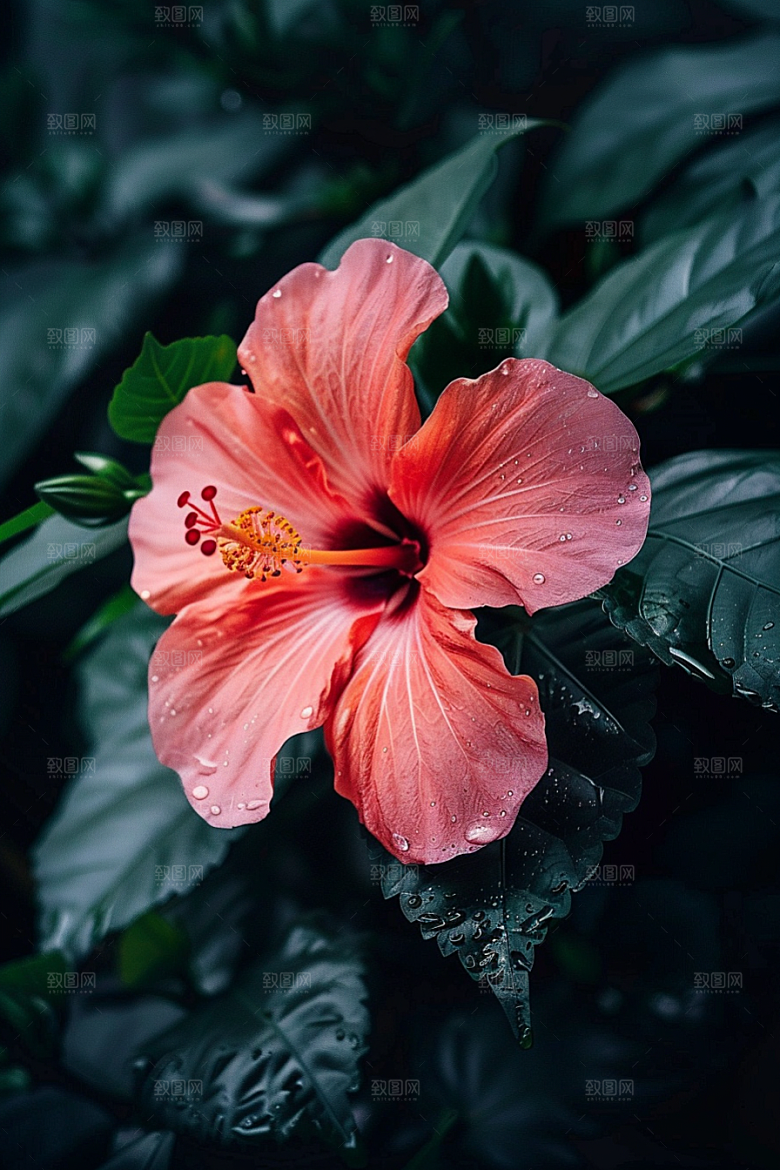 木槿花高清植物摄影图