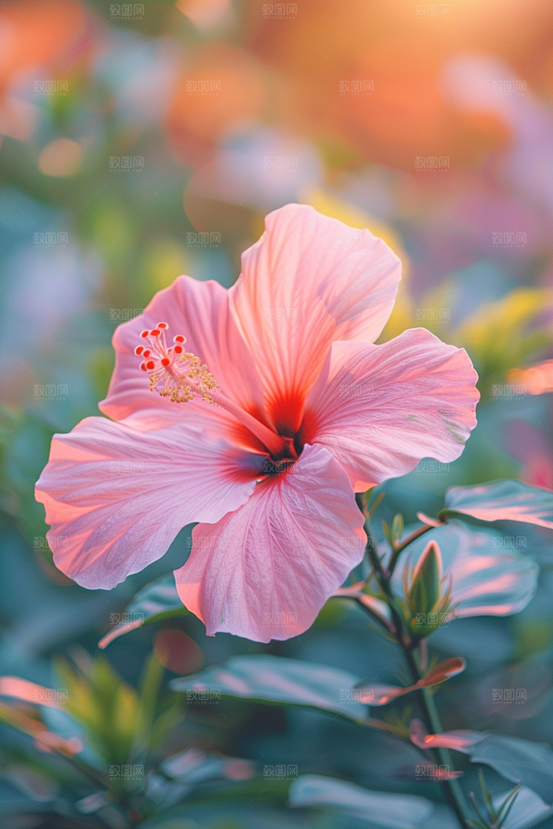 木槿花夏天自然摄影图