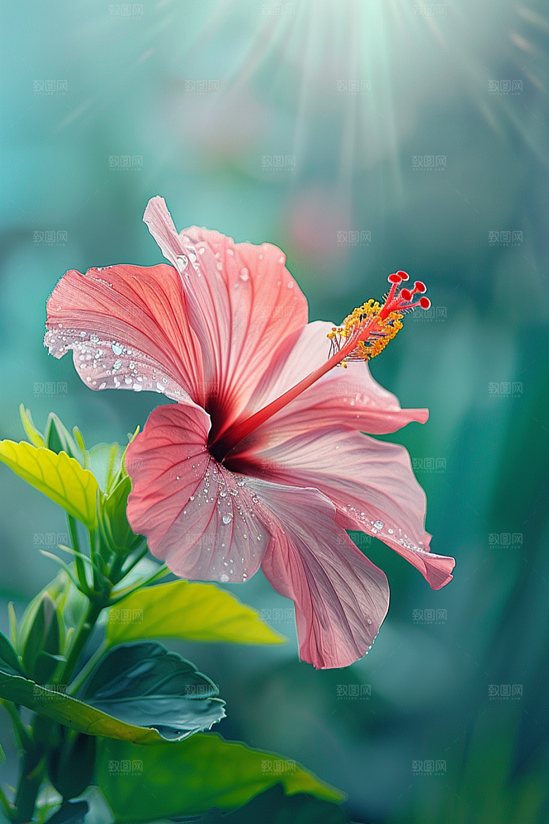 木槿花彩色高清摄影图