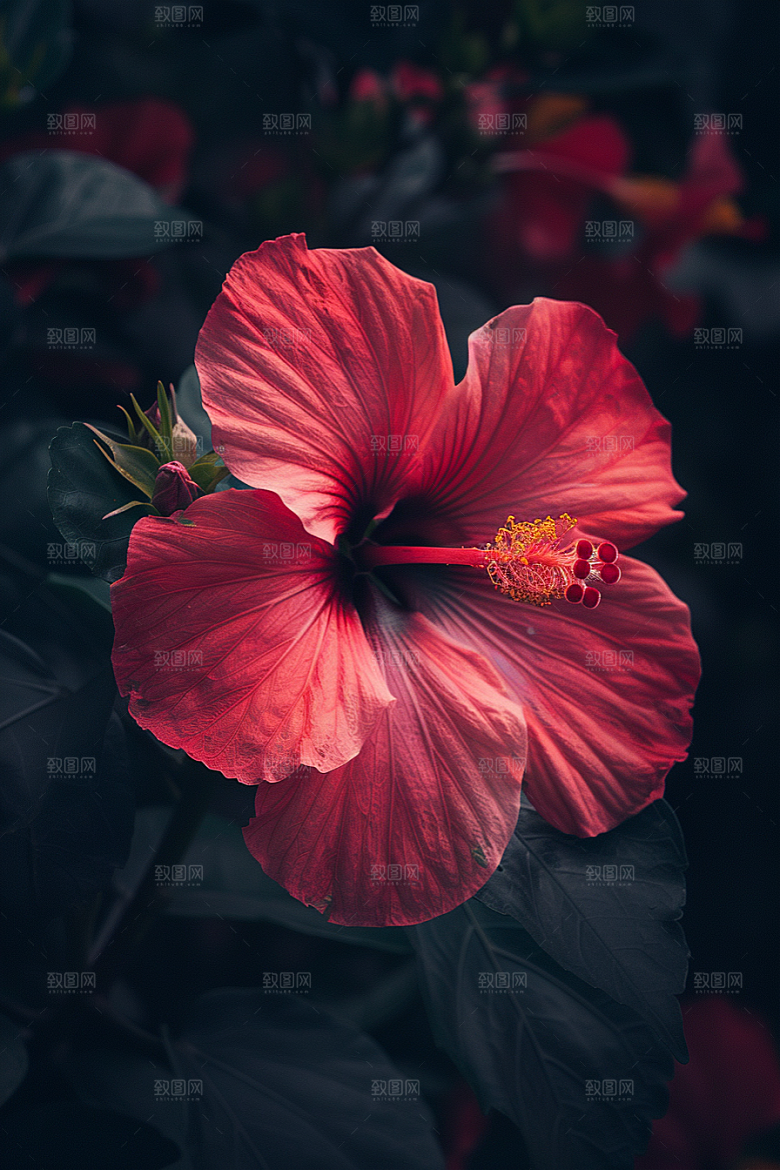 木槿花花卉唯美摄影图