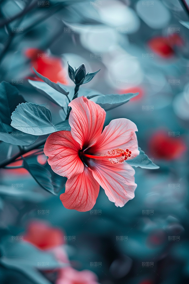 木槿花清新花卉摄影图