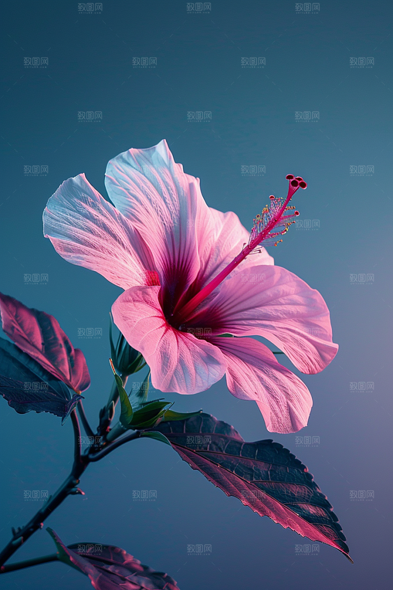 木槿花唯美夏季摄影图