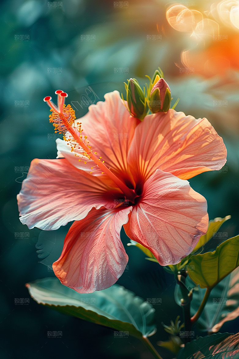 木槿花夏季唯美摄影图