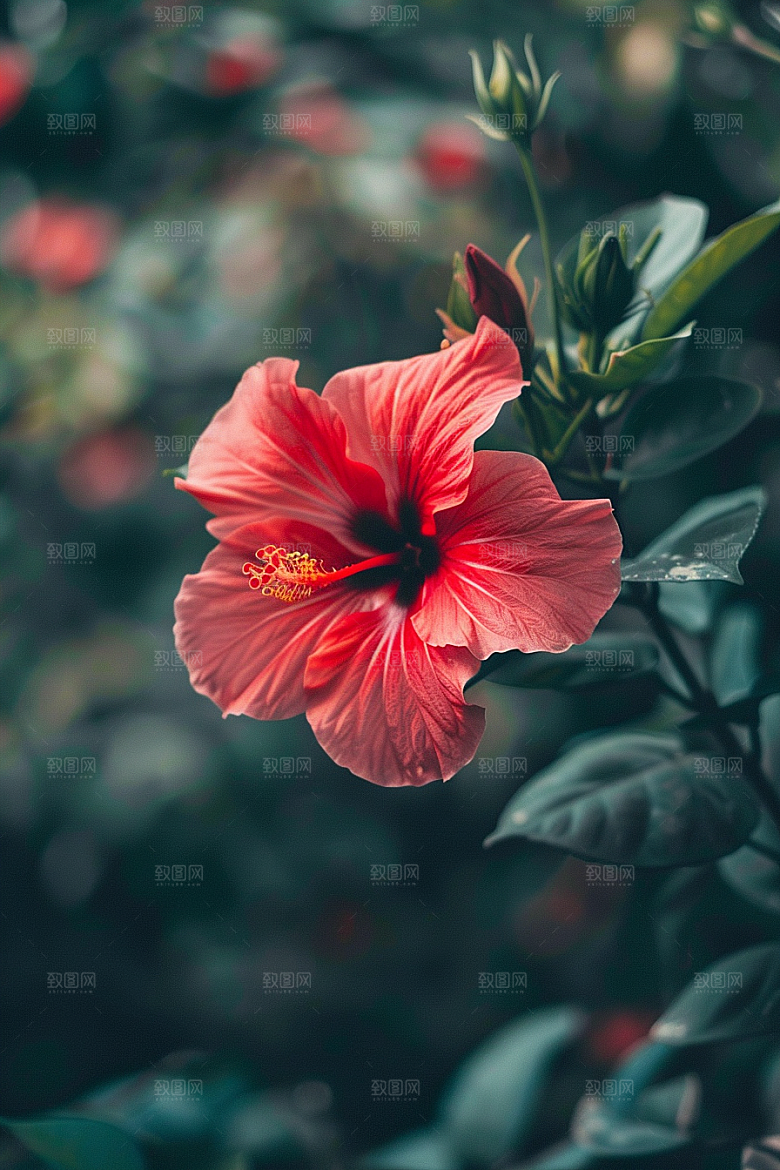 木槿花植物彩色摄影图