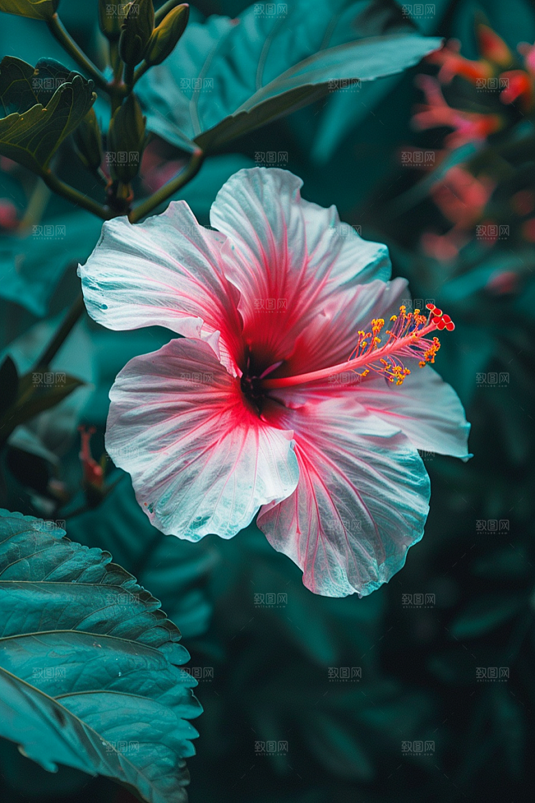 木槿花清新夏季摄影图