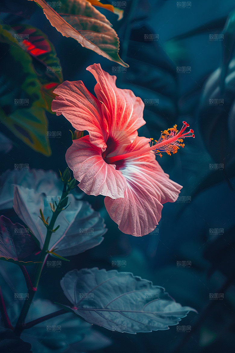 木槿花唯美自然摄影图