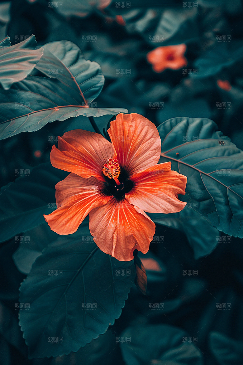 木槿花自然木棉摄影图