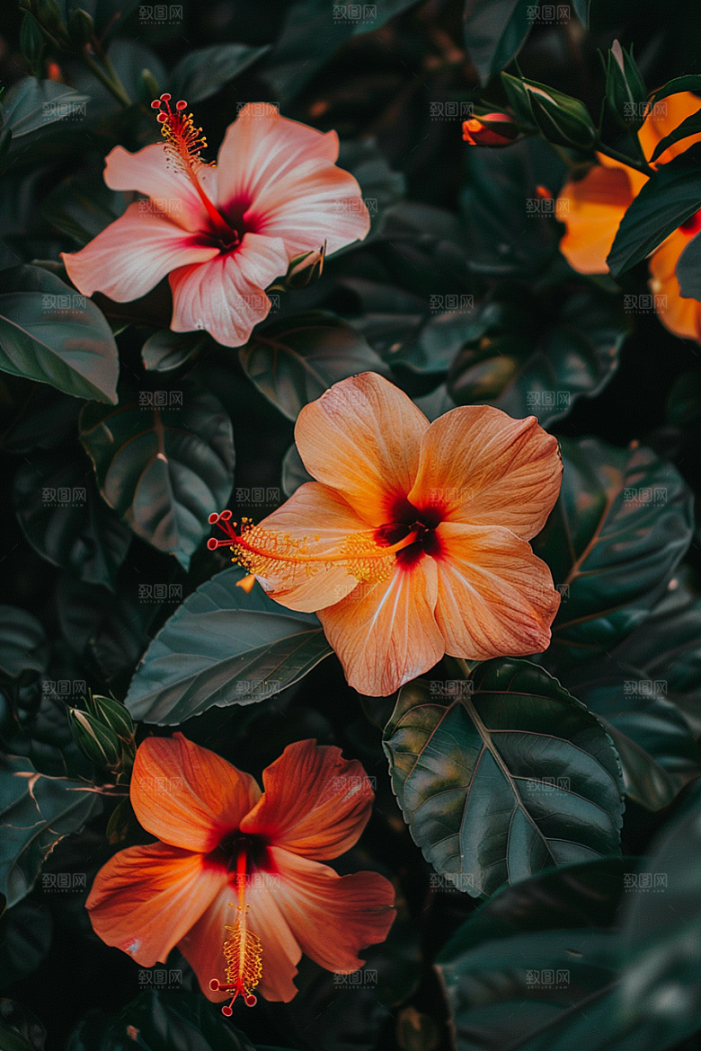 木槿花唯美高清摄影图