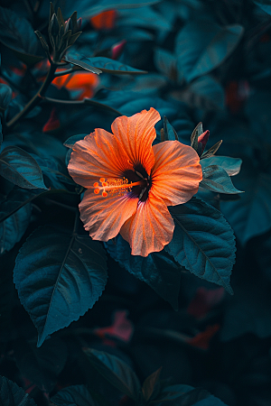木槿花花朵夏天摄影图