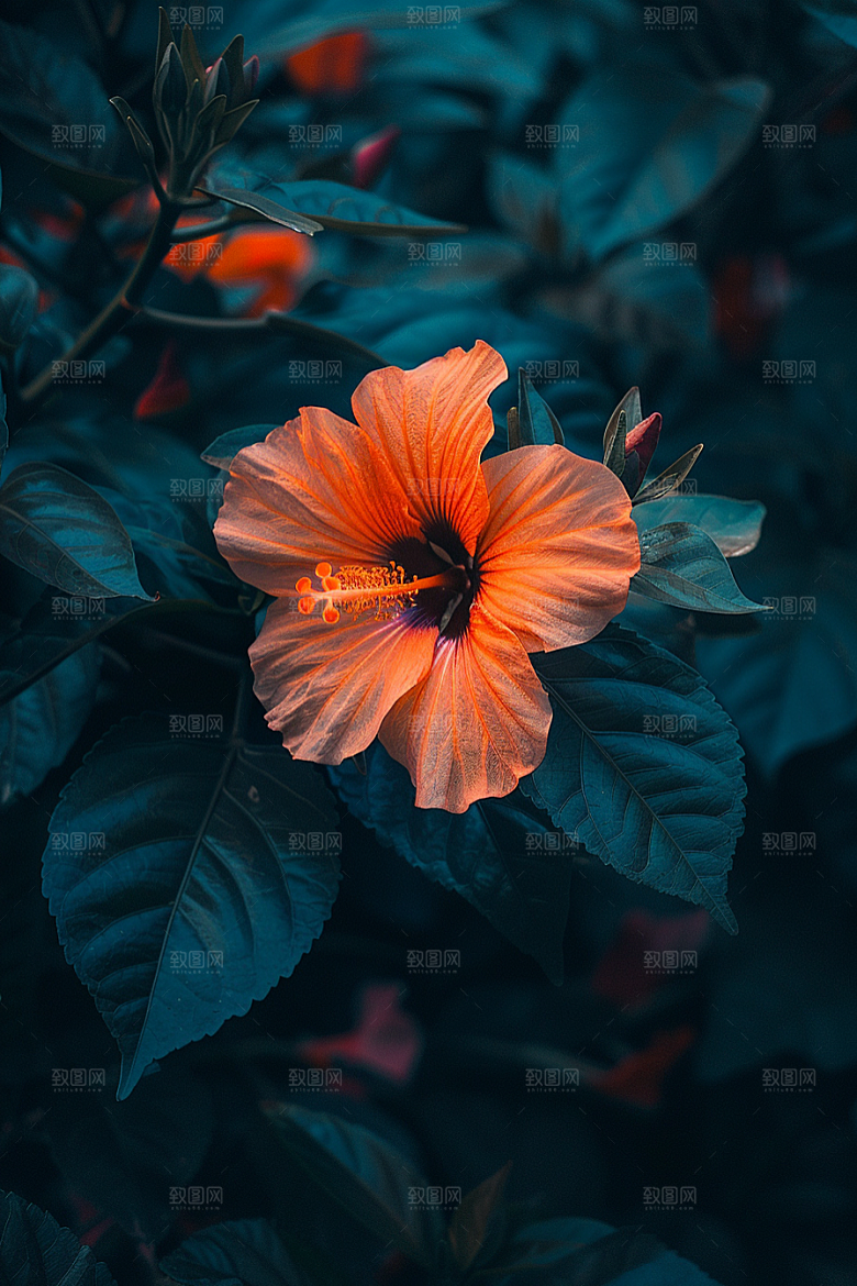 木槿花花朵夏天摄影图