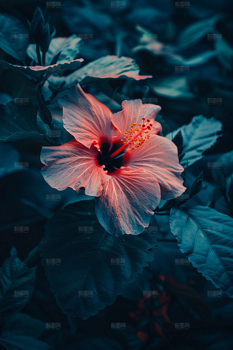 木槿花植物夏季摄影图