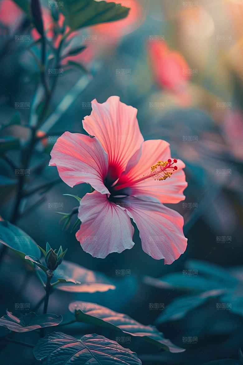 木槿花花朵花卉摄影图
