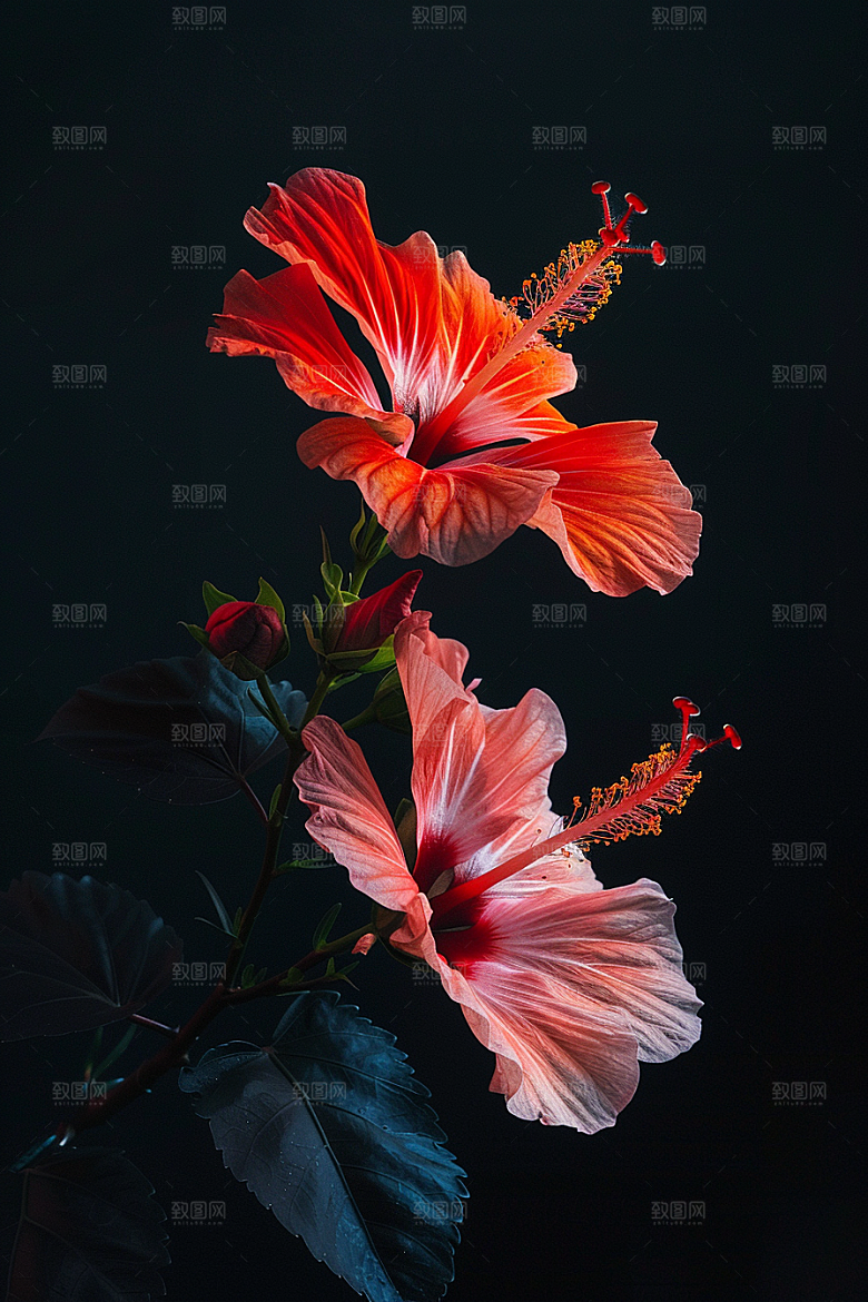 木槿花木棉夏季摄影图