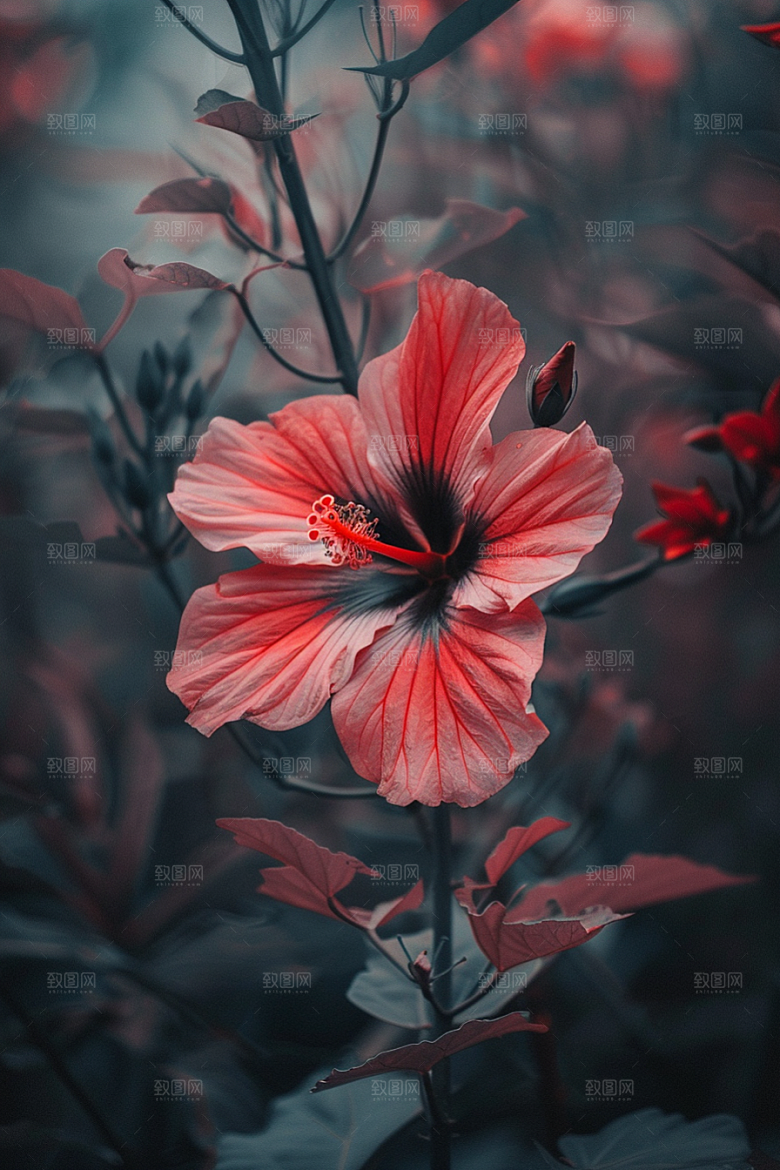木槿花花卉彩色摄影图