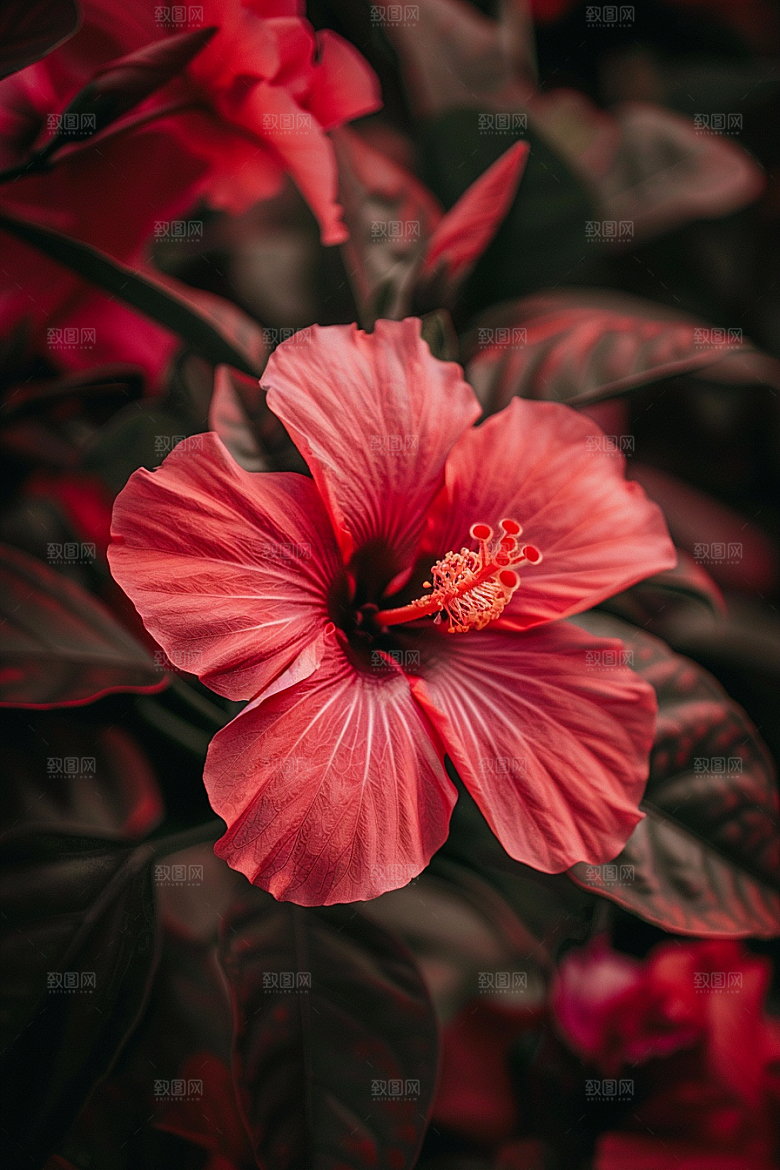木槿花清新夏季摄影图