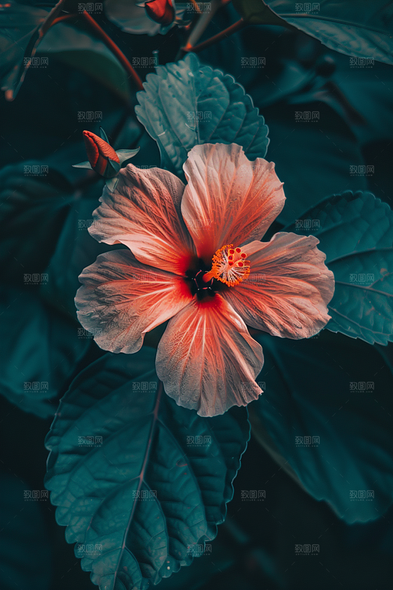 木槿花木棉植物摄影图