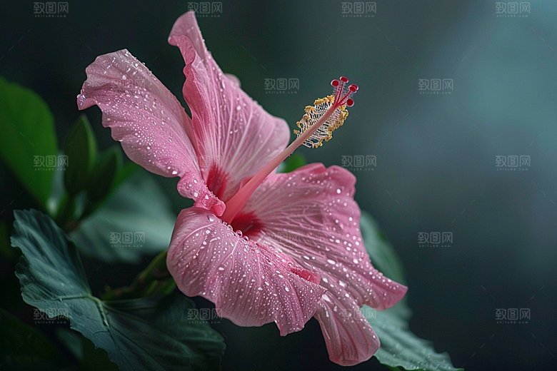 木槿花自然彩色摄影图