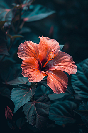 木槿花花卉自然摄影图