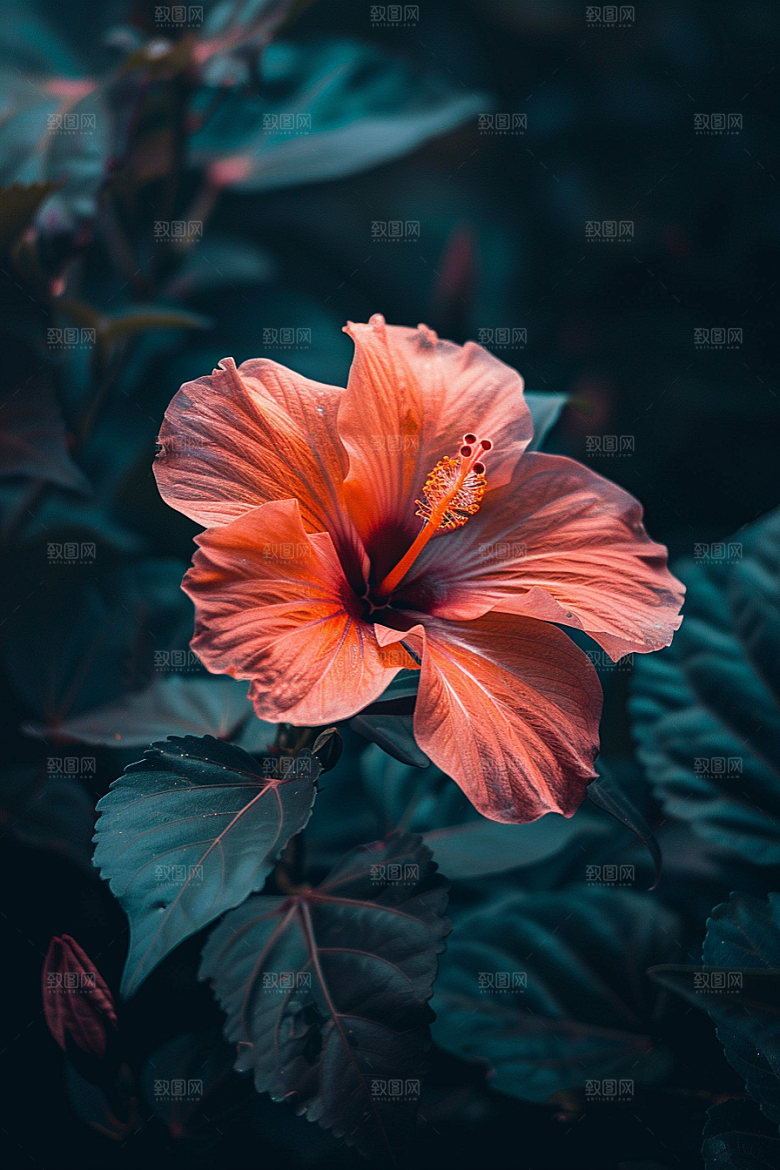 木槿花花卉自然摄影图