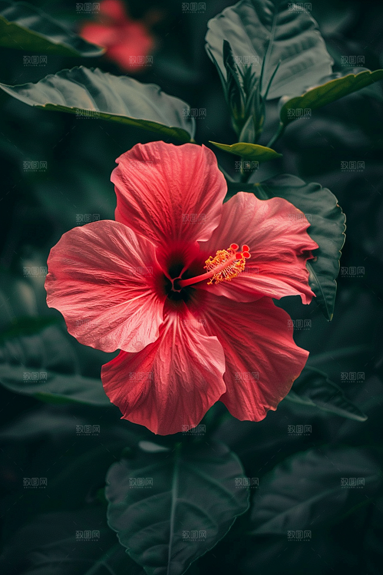 木槿花植物夏天摄影图
