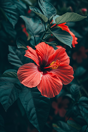 木槿花彩色夏季摄影图