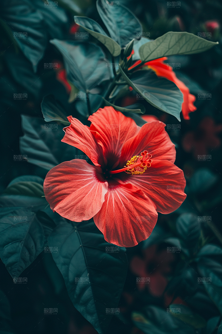 木槿花彩色夏季摄影图