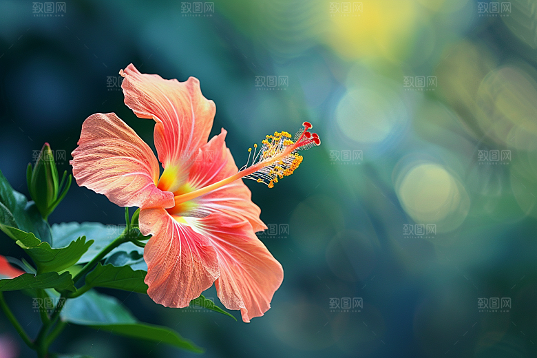木槿花清新花卉摄影图