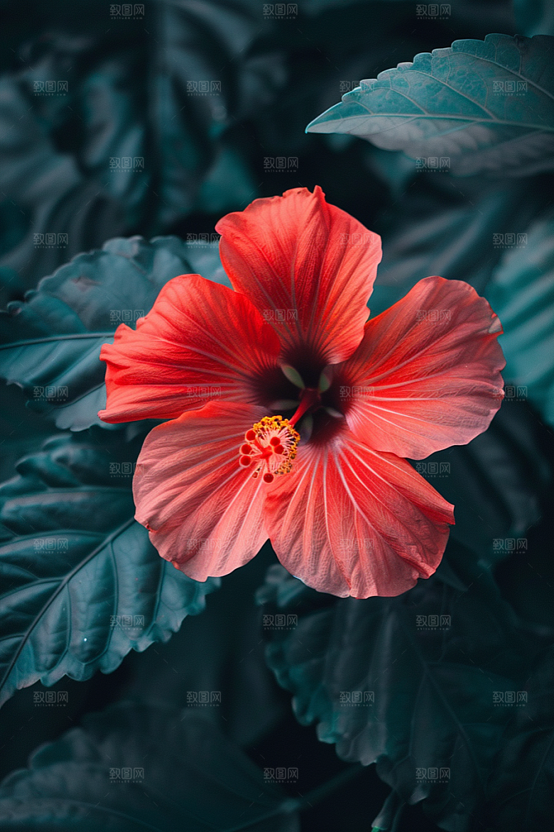 木槿花植物唯美摄影图