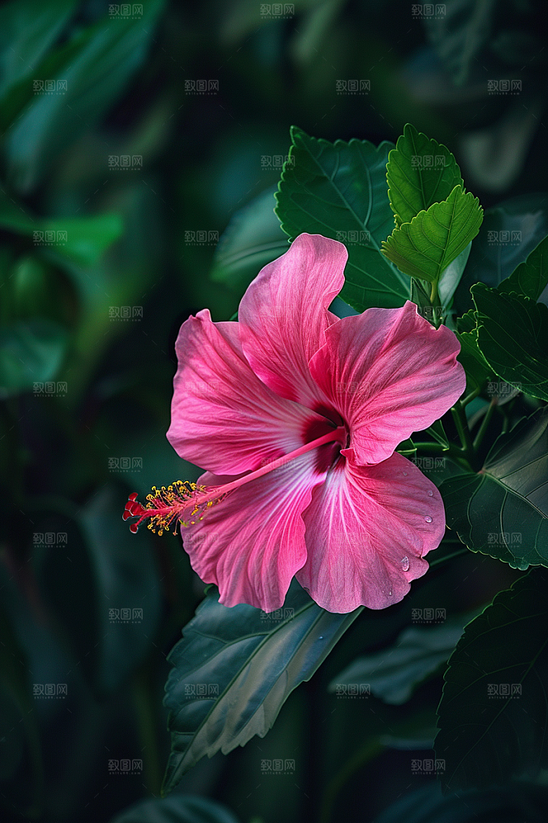 木槿花夏季花卉摄影图