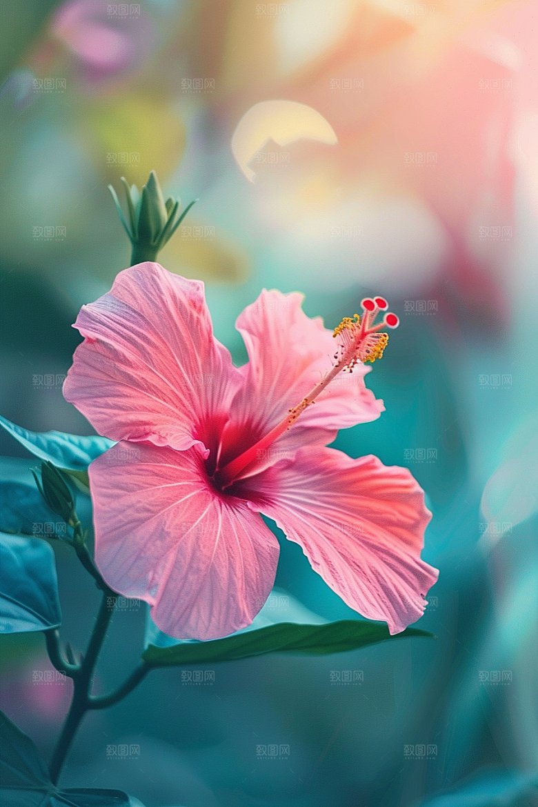 木槿花清新花卉摄影图