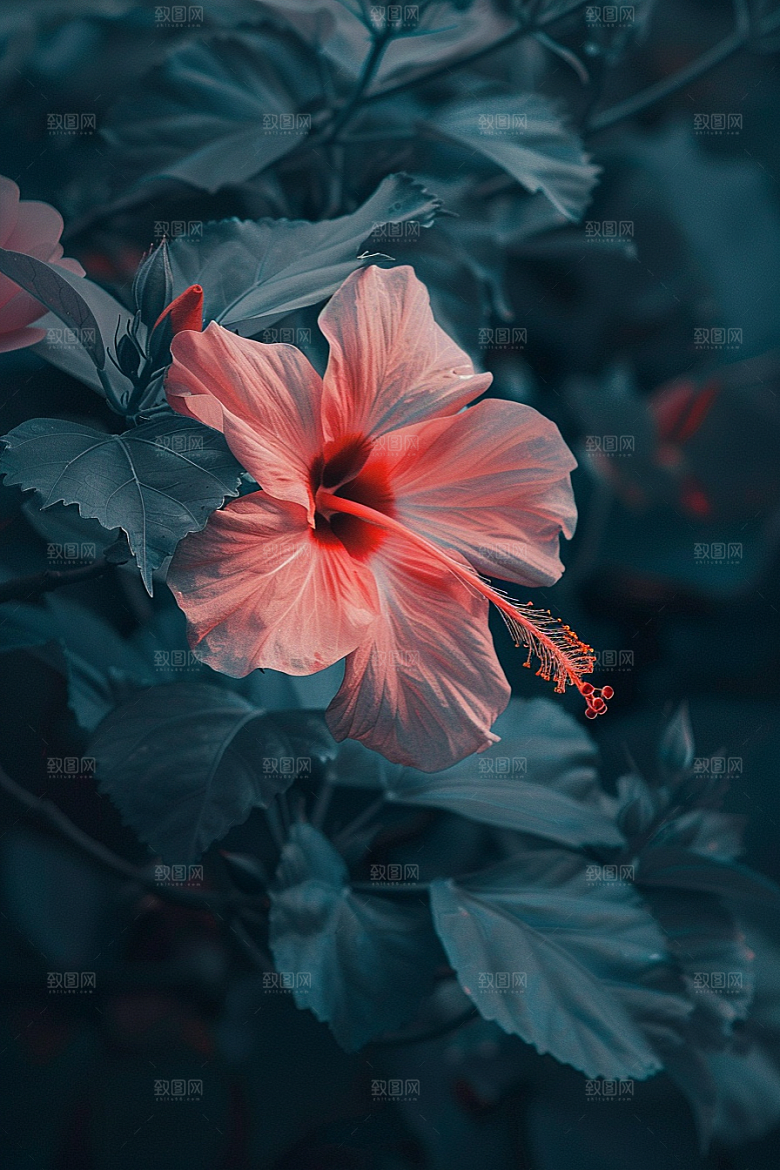 木槿花夏季夏天摄影图