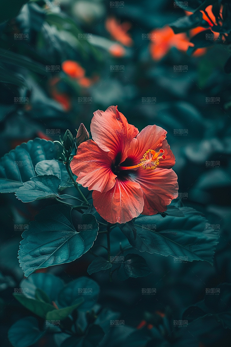 木槿花花朵夏季摄影图