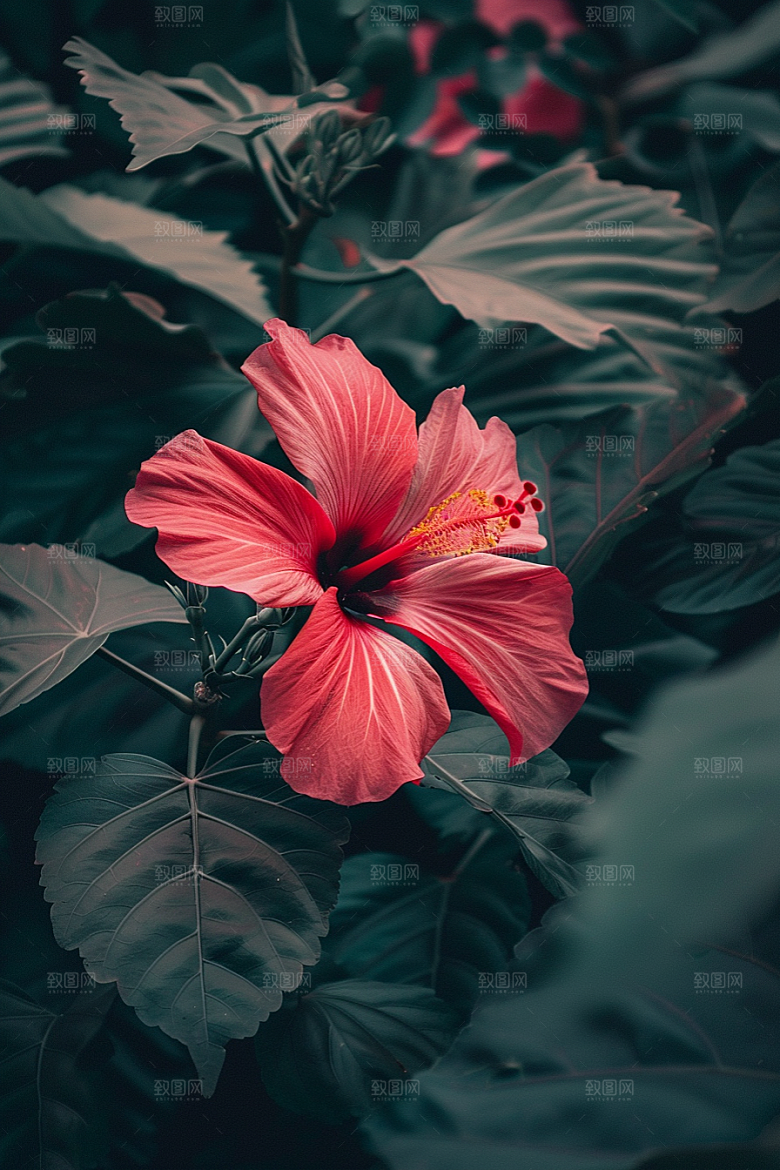 木槿花高清唯美摄影图