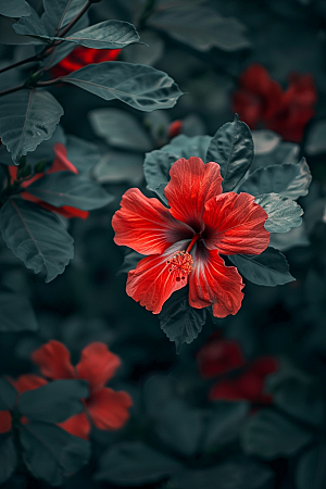 木槿花唯美花朵摄影图