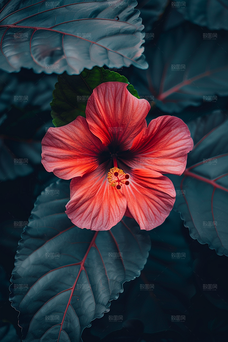 木槿花木棉唯美摄影图