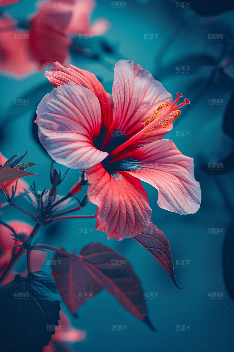 木槿花高清花卉摄影图