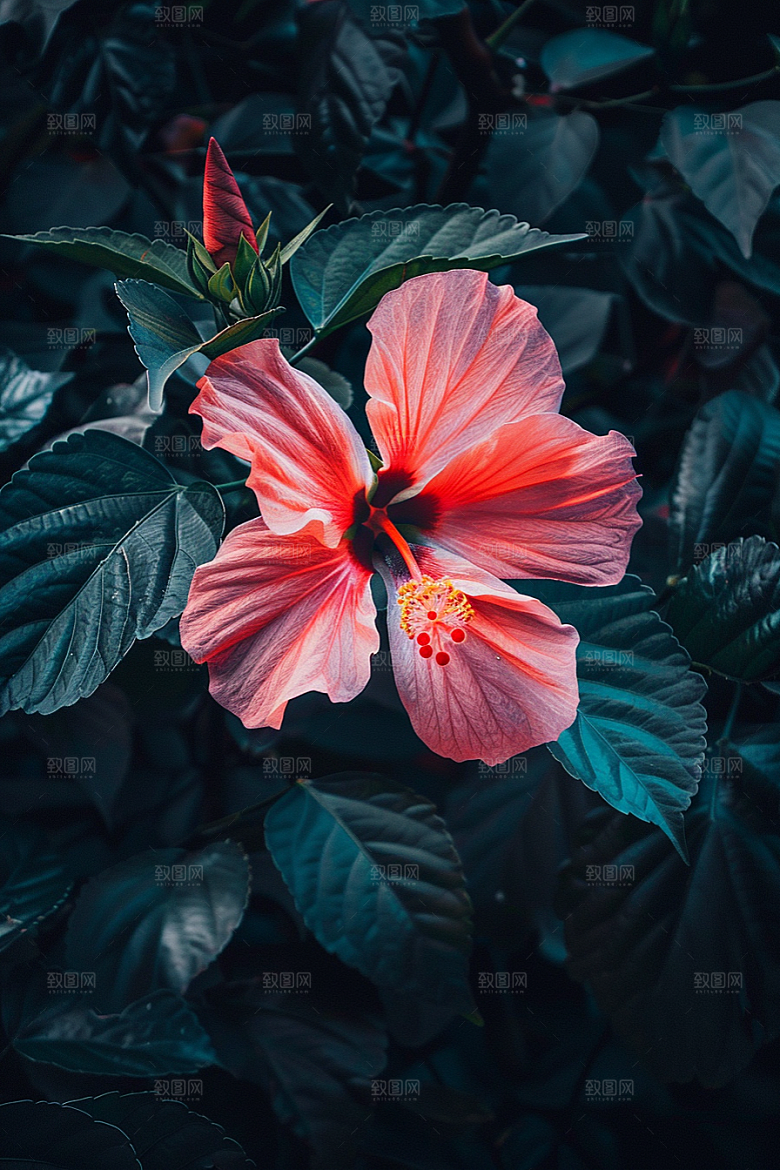 木槿花唯美木棉摄影图