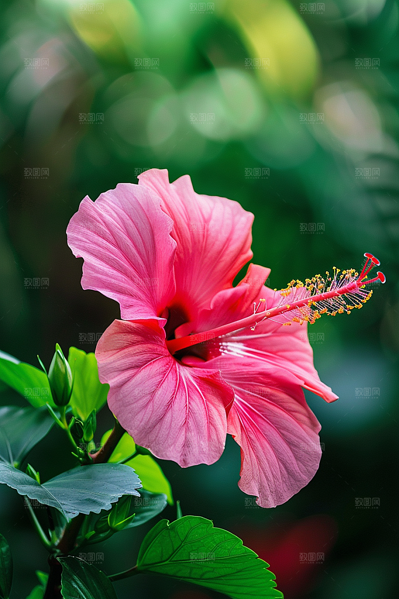 木槿花夏天自然摄影图